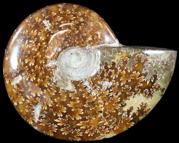 Wide Polished Cleoniceras Ammonite - Madagascar #49427